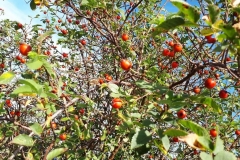 IMG-20190922-WA0009